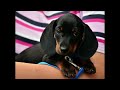 10 hours🐶Relaxing dog music, birdsong, psychologically stable music, music that dogs like, petmusic