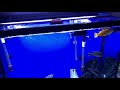 African Cichlids munching on bloodworms