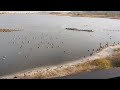 ハイイロ・サカツラ・アボセット採食動画20231207米子水鳥公園DSCN4995