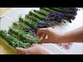 Tutorial How to Harvest and Dry Lavender