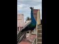 Beutiful peacock wonderful dance