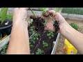 Grow PERFECT PEPPERS //  STOP using this - it's ruining your harvest // BUMPER CROP // BEST tips