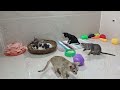 Funniest Cats And Dogs Videos 2024😹You Laugh You Lose 🐶