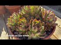 My Echeveria Collection // *Huge*