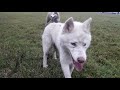 Husky Dog Off Leash Training.  The Trick! Helpful for any dog