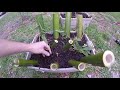 How To Grow and Propagate Bamboo from Culm Cuttings