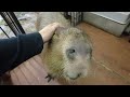 Adorable Capybara Cafe in Japan 😍 Capybara Land PUIPUI Yokohama