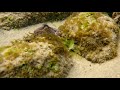 Magic in Tide Pools & The Beautiful but Deadly Blue Ringed Octopus!