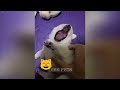 😍 So Funny! Funniest Cats and Dogs 2024 ❤️ Funny Animal Moments 🤣😻