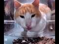 cat eating then looking at the camera meme