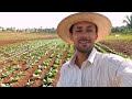 Controle e manejo da traça das cruciferas no repolho e tomate