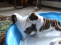 SASSY English Bulldog Puppies (5 weeks old)