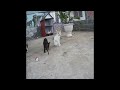 🐱🙀 Funniest Cats and Dogs 🐈😂 Funny And Cute Animal Videos 2024 # 25