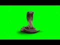 Snake green screen video