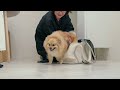 A shy Pomeranian taking on the challenge of grooming!