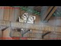 Philadelphia Zoo Barn Owls Getting Along Well