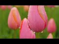 4K Flowers Video for Relaxation + Piano Music - 3 HRS | Wooden Shoe Tulip Festival. Episode 2