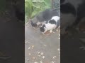 Momma and Chubby Checker, feeding feral cats