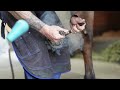 Everyday Horseshoeing! Shoeing an Eventing Horse with Toe Clips