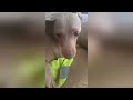 Cute Dog Won't Let Owner Go To Work || Newsflare
