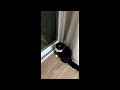 Adorable tuxedo cat loudly asks to go out