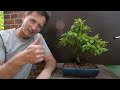 Summer Soji - Summer Cleanup of Bonsai