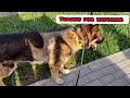 German Shepherd on the Russian border.