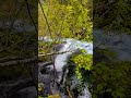 Walking In The Oregon Forest For Waterfalls