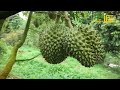 KEBUN DURIAN LEBIH MENGUNTUNGKAN DARI KOST-KOSTAN