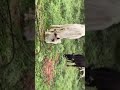 cows eating green grass in rain