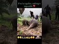 #Rescued#traumatised#momma#elephant and #babyelephant#shortvideo#viralvideo#wildlife #shorts#animals