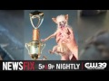 World's Ugliest Dog Contest - Petaluma, CA