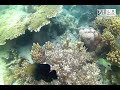 Snorkeling in Pass Island, Coron