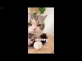 🐶 Funniest Dogs and Cats 🤣 Funniest Catss 2024 ❤️