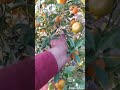 बालकनी में संतरे की खेती करना हुआ आसान🍊