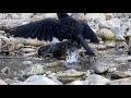ハシブトガラスの行水 (4K) /  Jungle Crow bathing