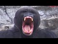 Top 10 Prey Animals That Stronger than Lion - When Prey Animals Fights Back and Lion Loses!