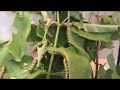 Dubstep Caterpillars -  Re:Sound check on monarch butterflies