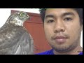 SPARROW HAWK TRAINING!!! MY FIRST ACCIPITER