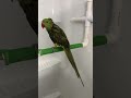 How To Give Your Parrot A Bath Or Shower In 5 Easy Steps!