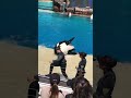 Silly orca killer whale at seaworld
