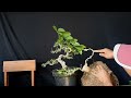 How to make extreme bonsai from cuttings / grafts