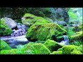 You Can Fall Asleep In 10 Minutes To The Sound Of The River Covered With Moss