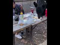 Bear Eats Up  Family Tacos