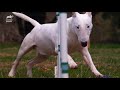 Excitable Pups Expend Some Energy With Agility Training | Too Cute!