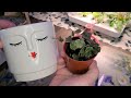 Houseplant Unboxing