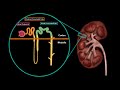 Kidneys (Functions, Structures, Coverings, Nephron) - Urinary System Anatomy