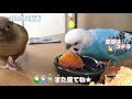 Budgie Finds out His Snack Isn't That Much...