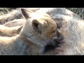 Baby fox is waking up and starts her day looking out for mum and finds her breakfast..Must see!!!