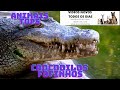 Crocodilos Fofinhos 2022